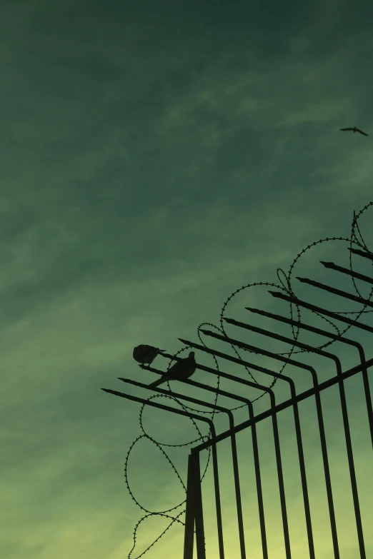 birds standing on barbed wire against a blue sky