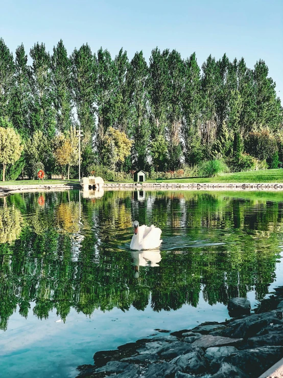 a swan floats on the surface of the water