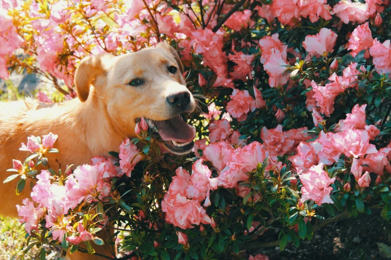 a happy dog is enjoying the smell of some pink flowers