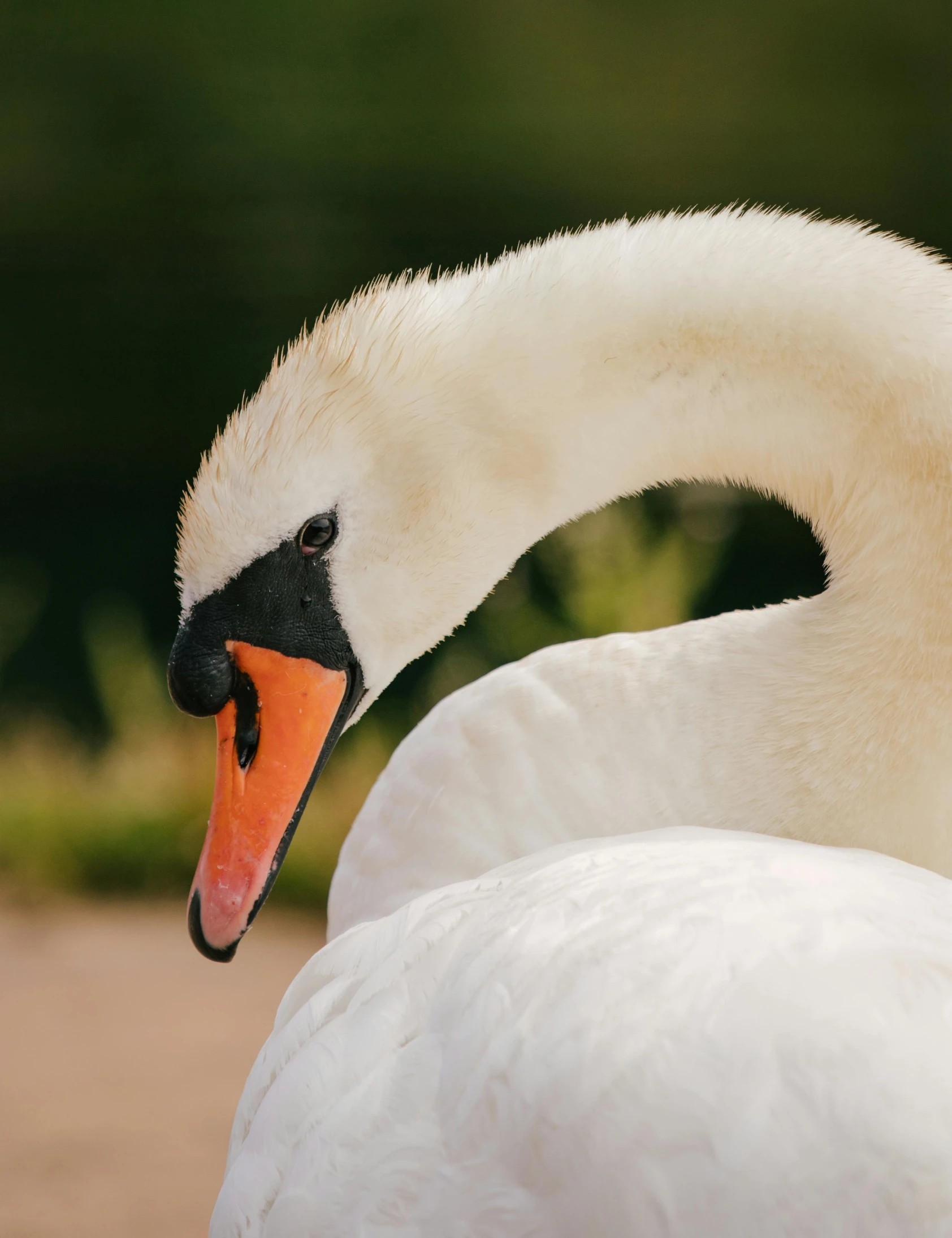 a swan is looking into the distance