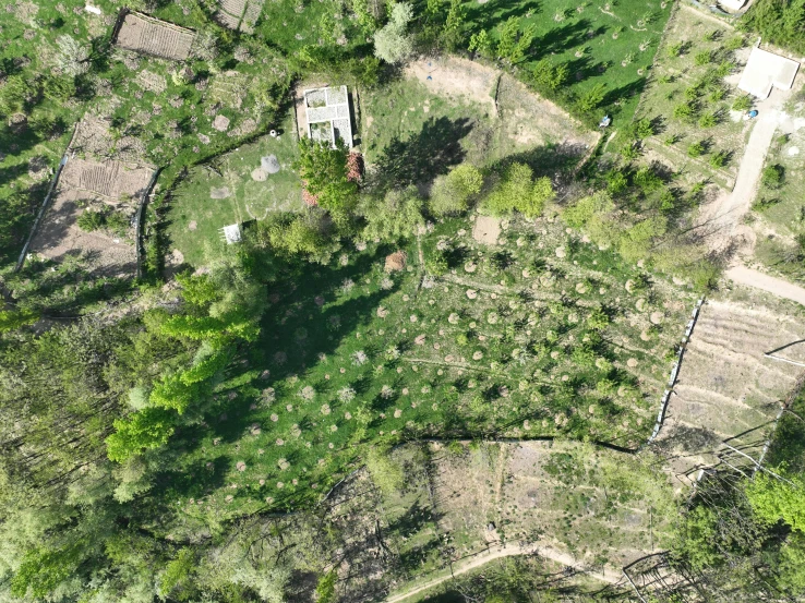 a picture of an aerial view of a lush green forest