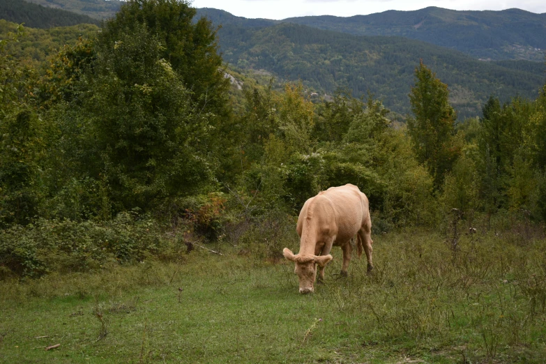 a single cow is eating grass in the woods