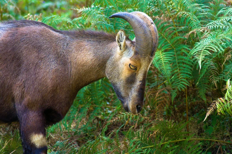 a goat eats soing in the woods near fern