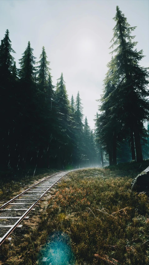 fog in the morning with tracks near trees