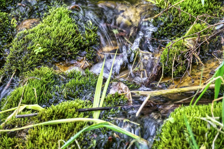 stream running through green grassy forest land