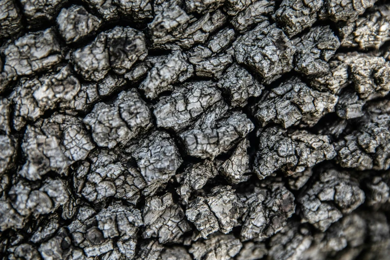 tree bark with little holes in it