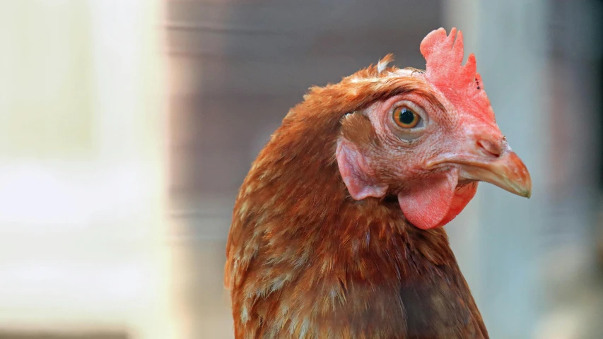 a close up of a chicken with a red comb