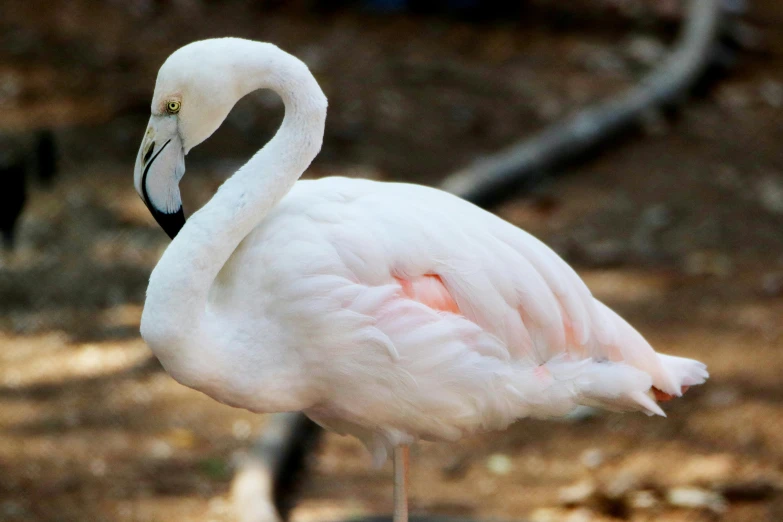 the flamingo is standing on its legs in the water