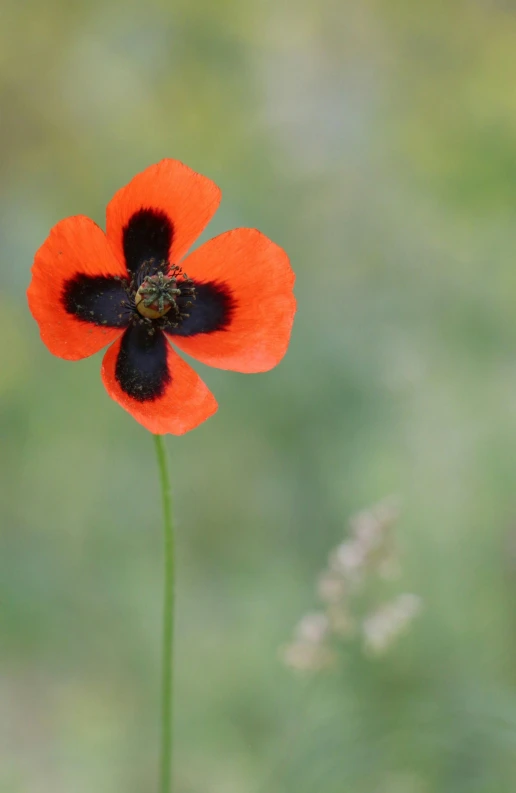 a flower with an orange center and black petals