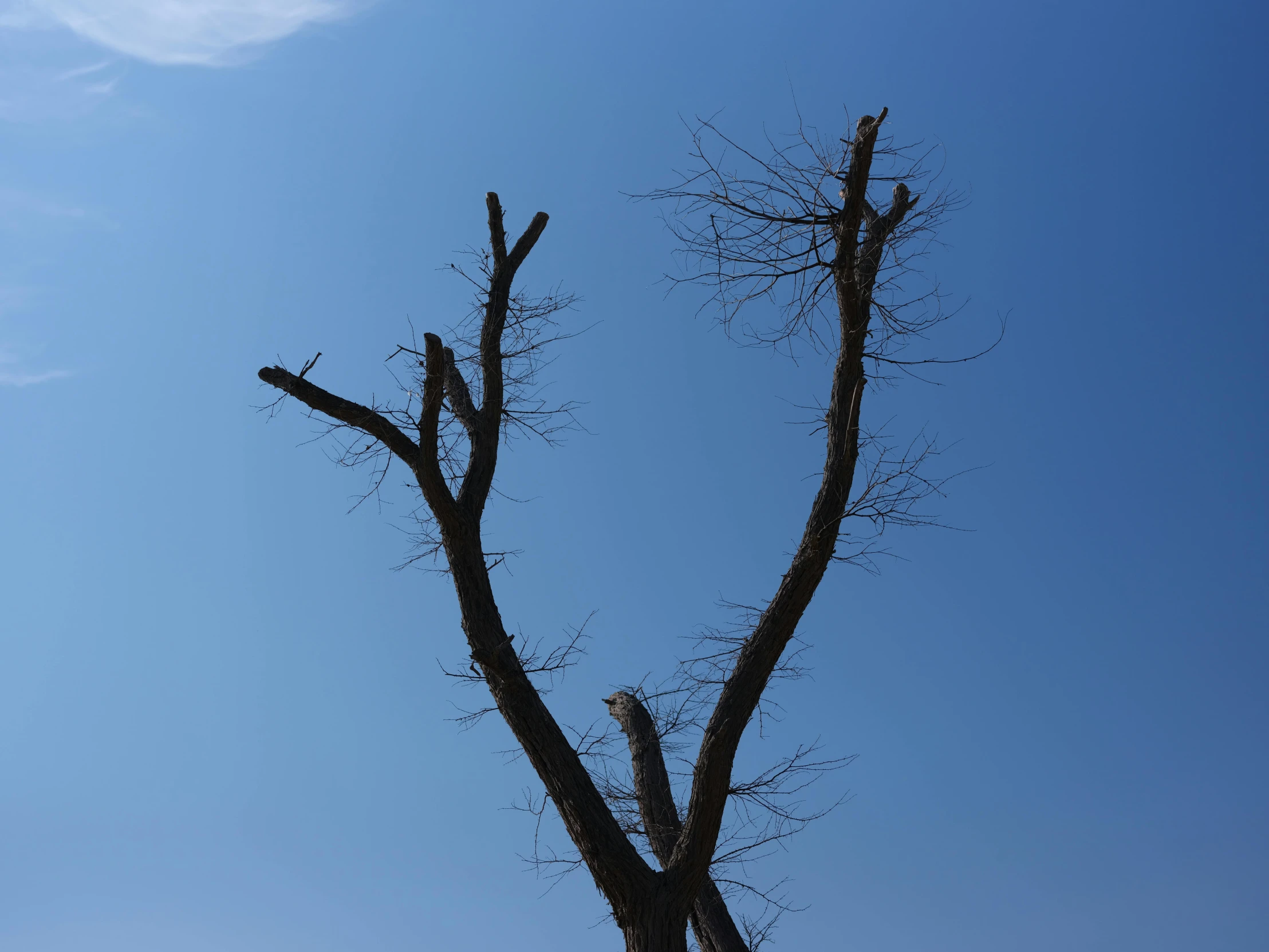 a bird perched on top of a dead tree