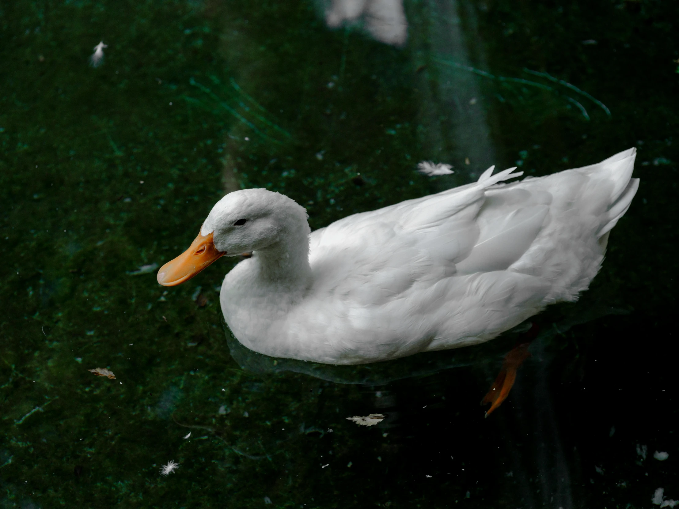 the duck is standing in the water looking around