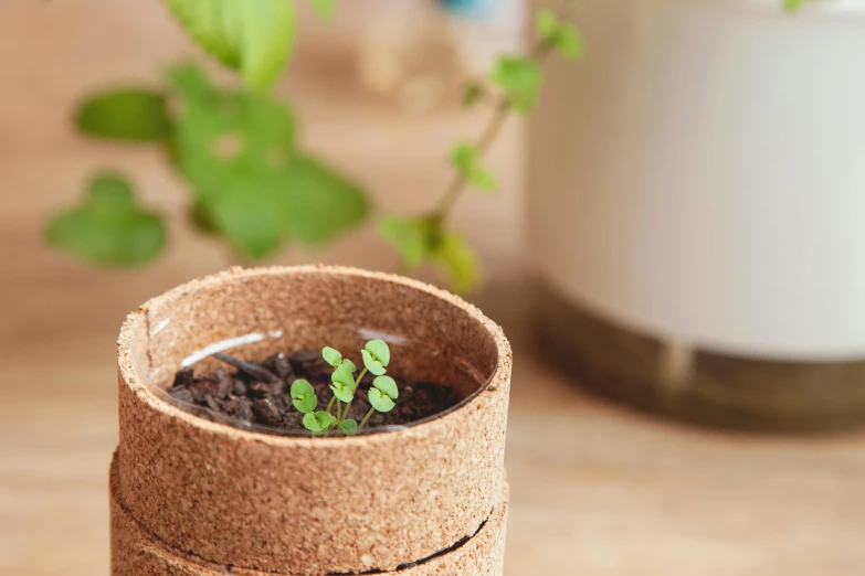 a close up of a small plant in a container