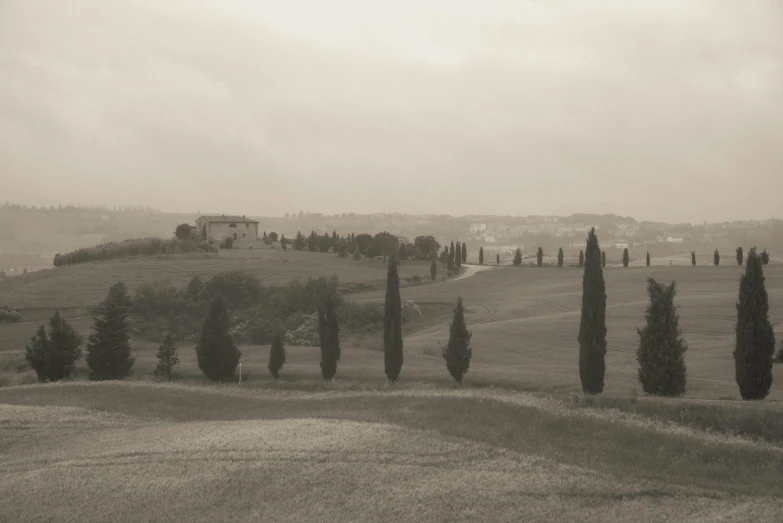 an italian countryside in black and white with old olive trees and rolling hills