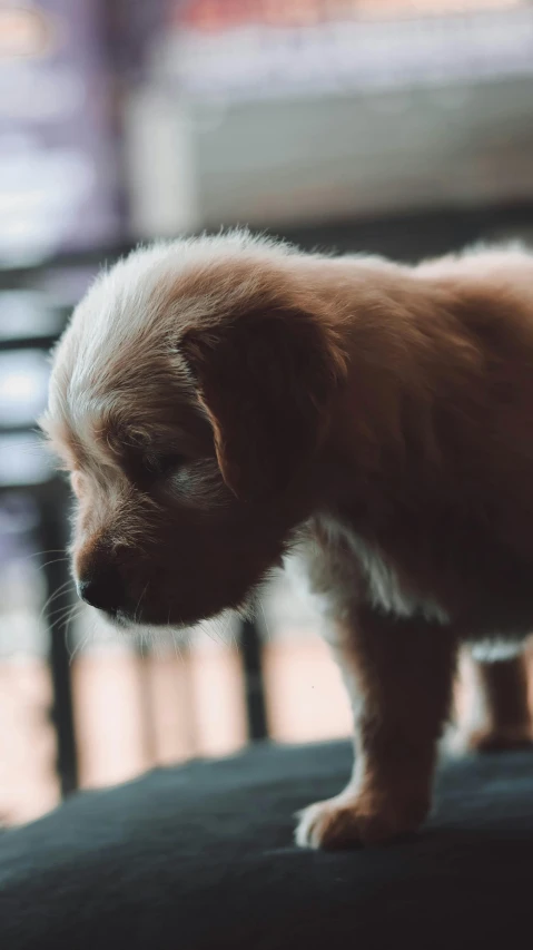 there is a small dog standing up on top of a table