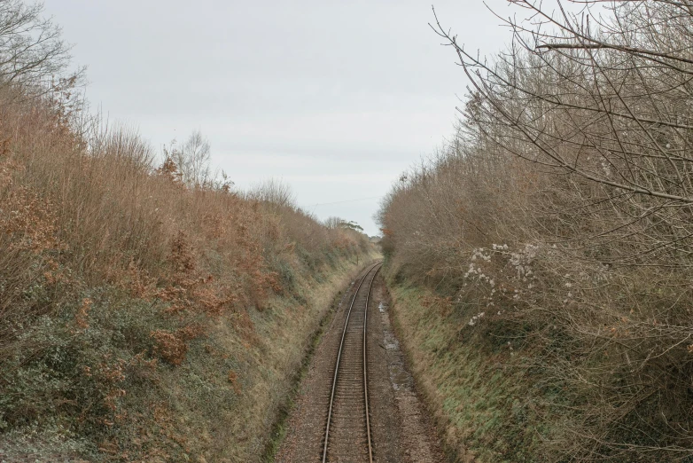 tracks surrounded by some trees and grass