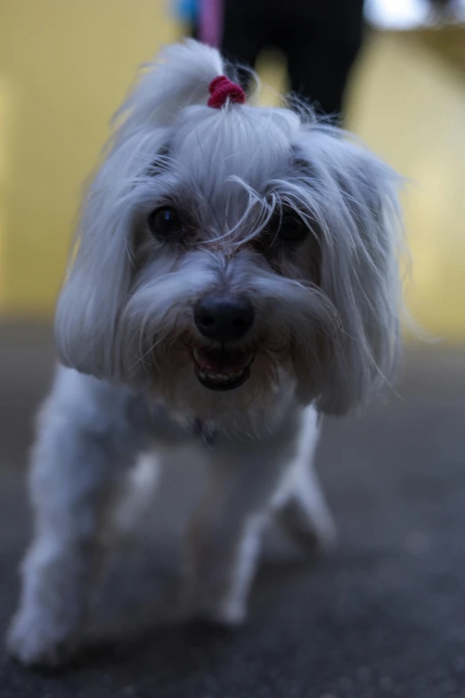 white dog on leash standing in dark area with long white fur