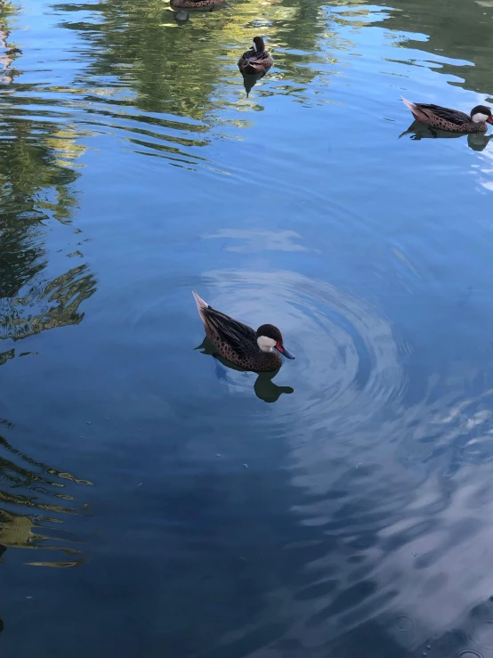 a couple of ducks are in a pond