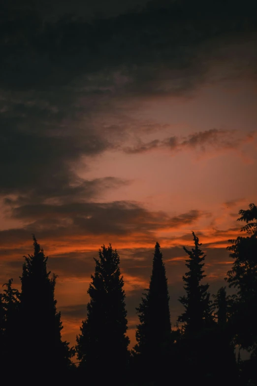 trees are silhouetted against the evening sky