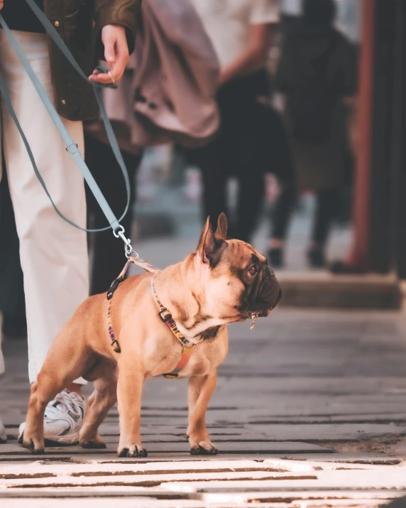 the small dog is on a leash on the street