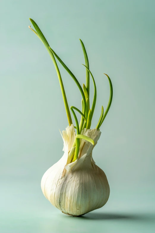 a garlic bulb on the table against a blue background