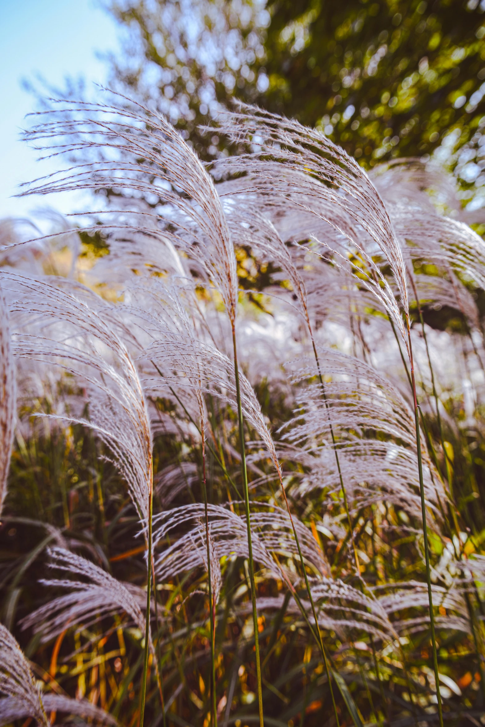 closeup image of reeds in the grass with some very low lying white reeds in the foreground