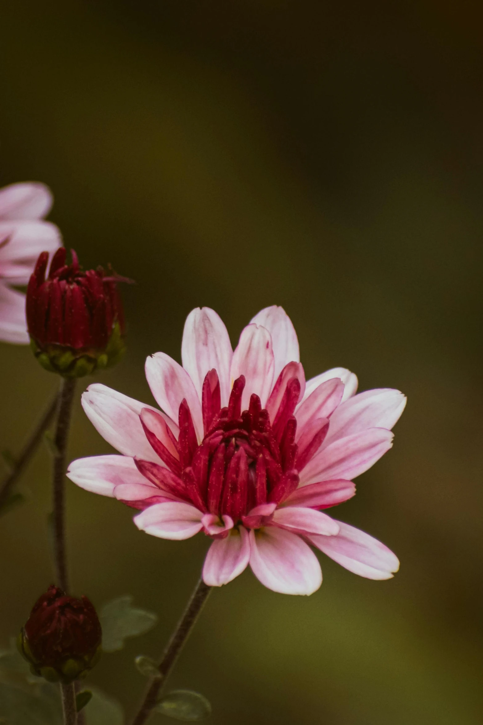 a close up of a flower that looks like a pink flower