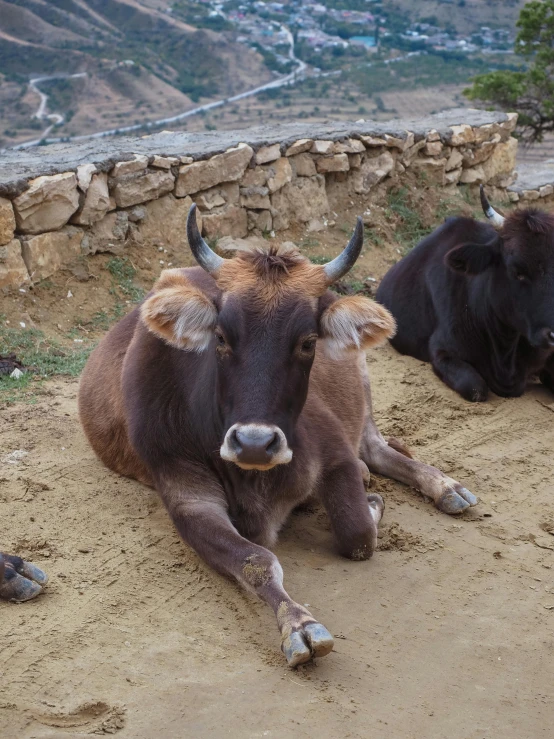 two cows sit in the dirt near a wall