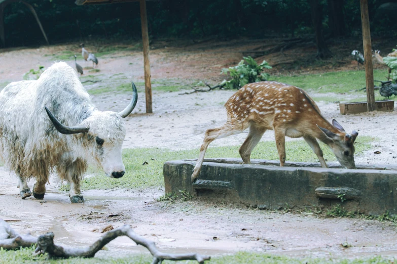 a young white animal drinking from a trough