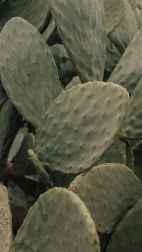 a green plant with many leaves around it