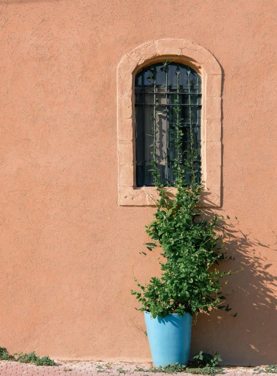 there is a large blue potted plant next to the window