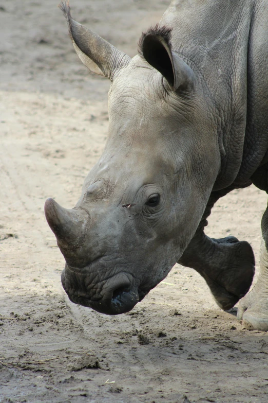 a rhino is standing in the dirt