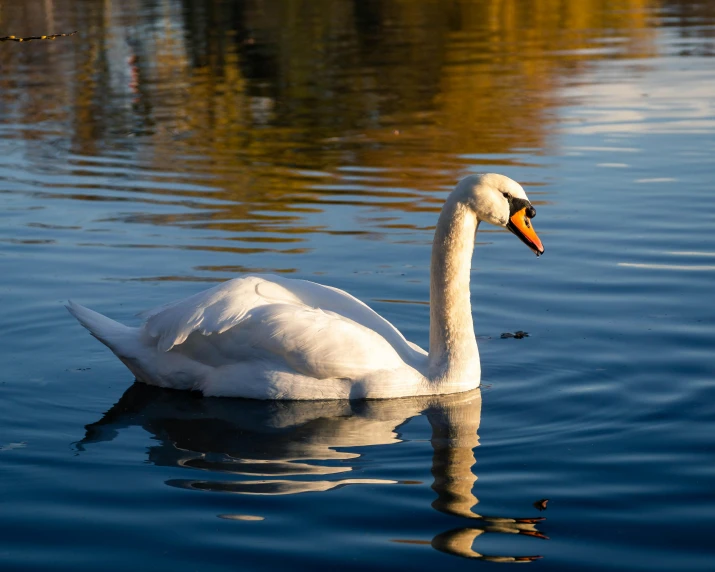 a white swan is floating on some water