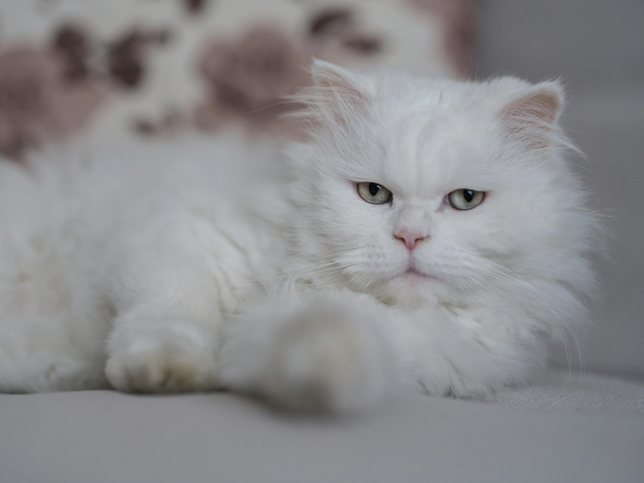 white long haired cat lying down on the bed