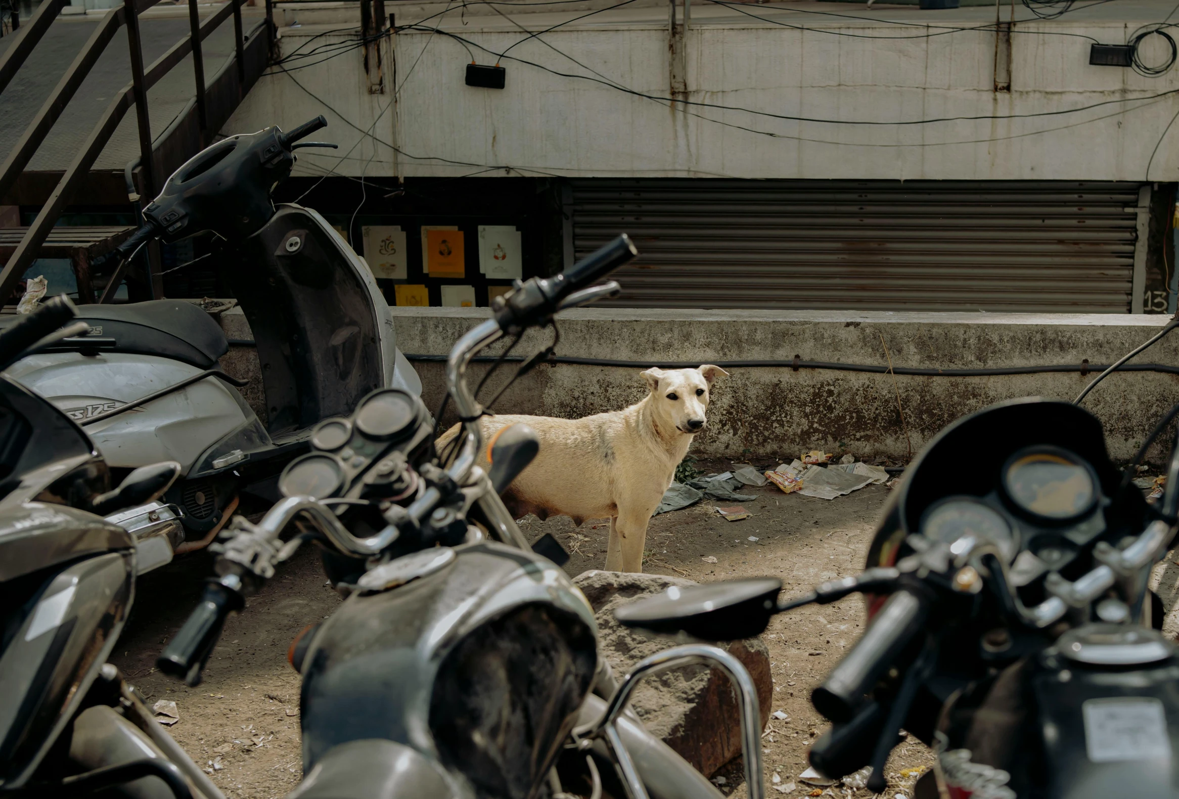 a dog stands in front of motorcycles next to the road