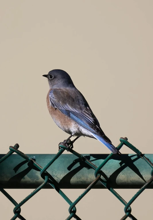 a bird sitting on the side of a green fence