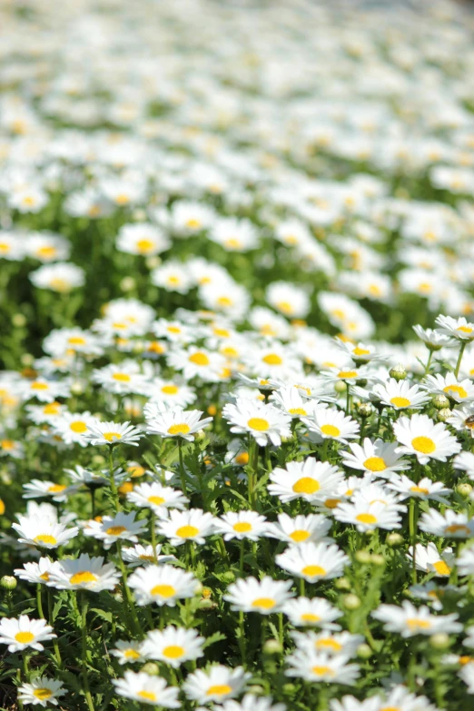 a large field of daisies in the sunlight