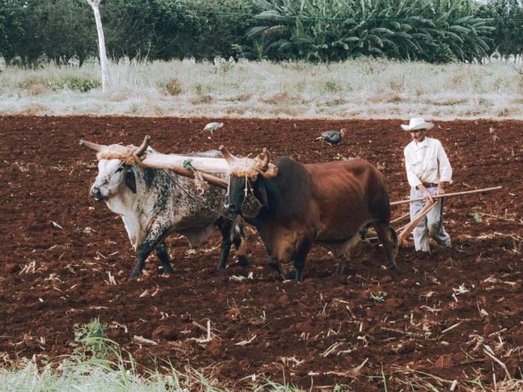 two men plowing a field with cattle and two birds