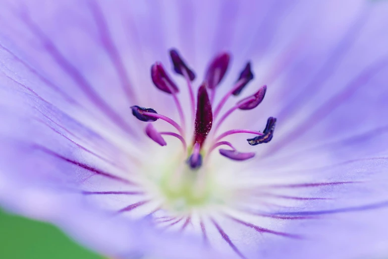the inside of a purple flower with a green background