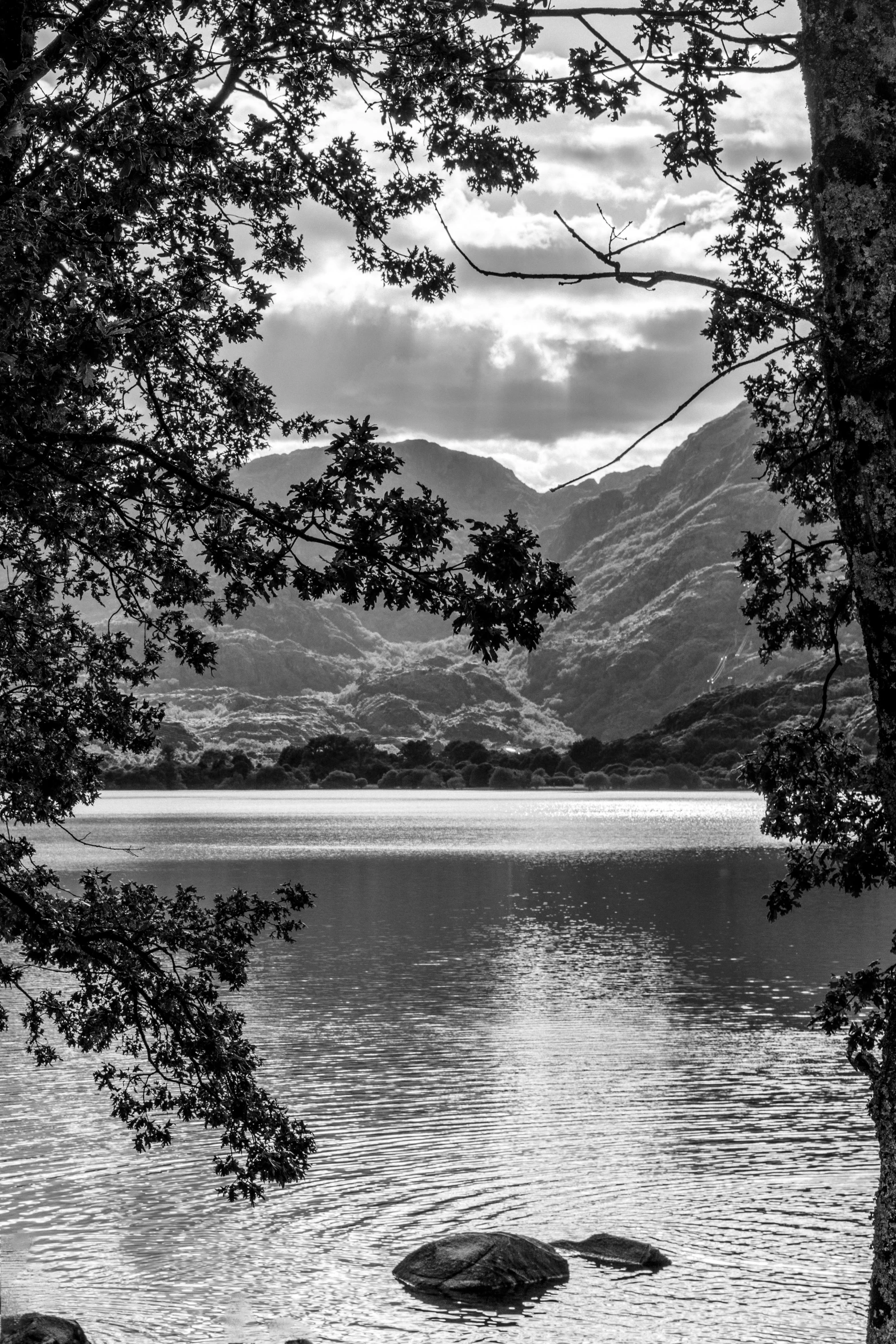 trees looking out at a body of water and mountains