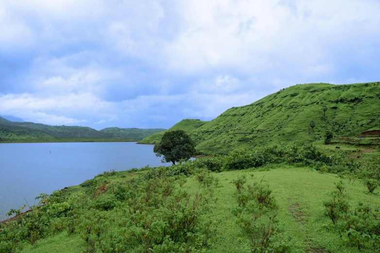 the grass beside the water has vegetation on it