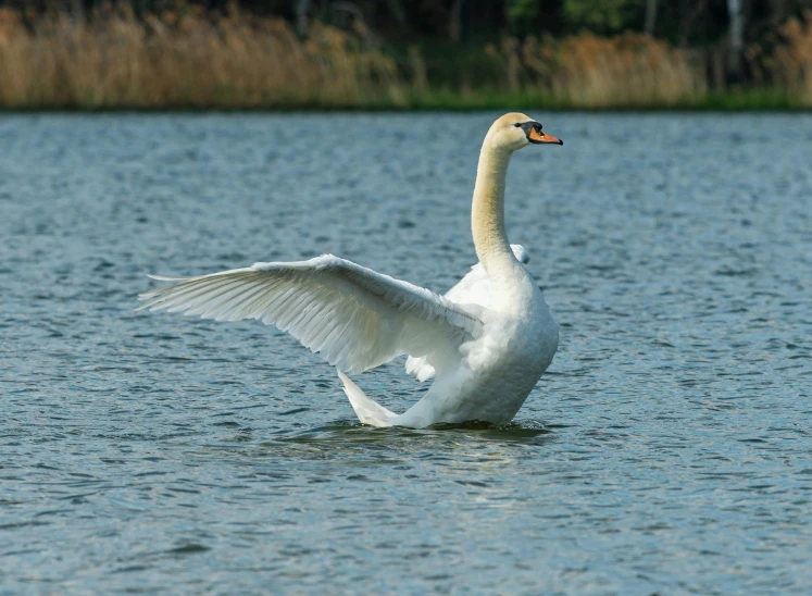 the bird is spreading its wings on the water