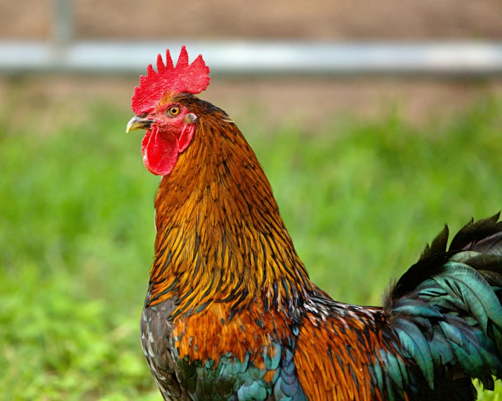 a red rooster with blue legs is standing in the grass