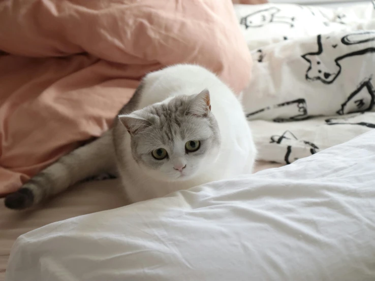 a white cat sits on the bed with its front paws up