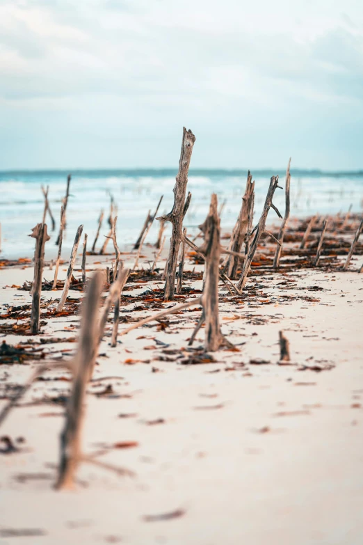 wooden stakes lie broken along a beach