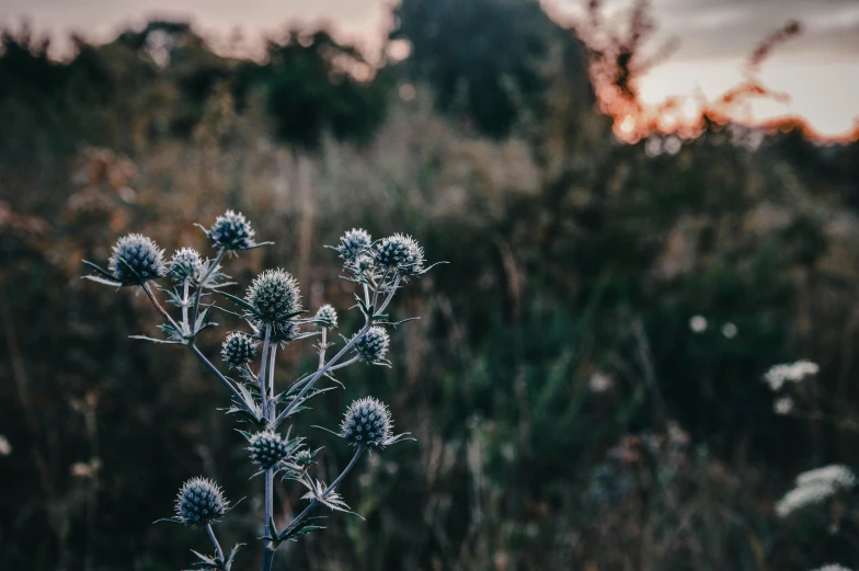 a single flower stalk with two flowers on it