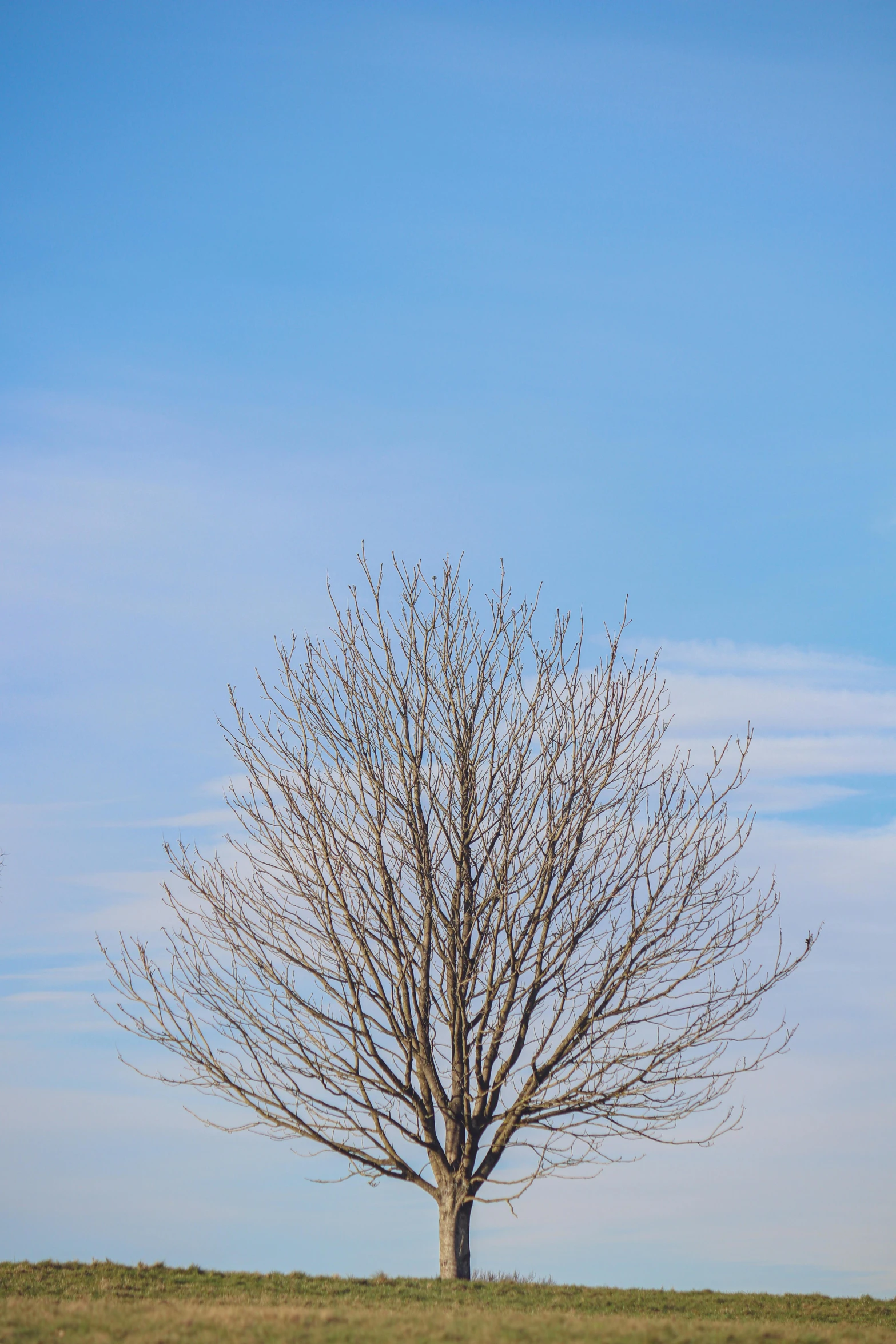 there is a bird sitting on the tree