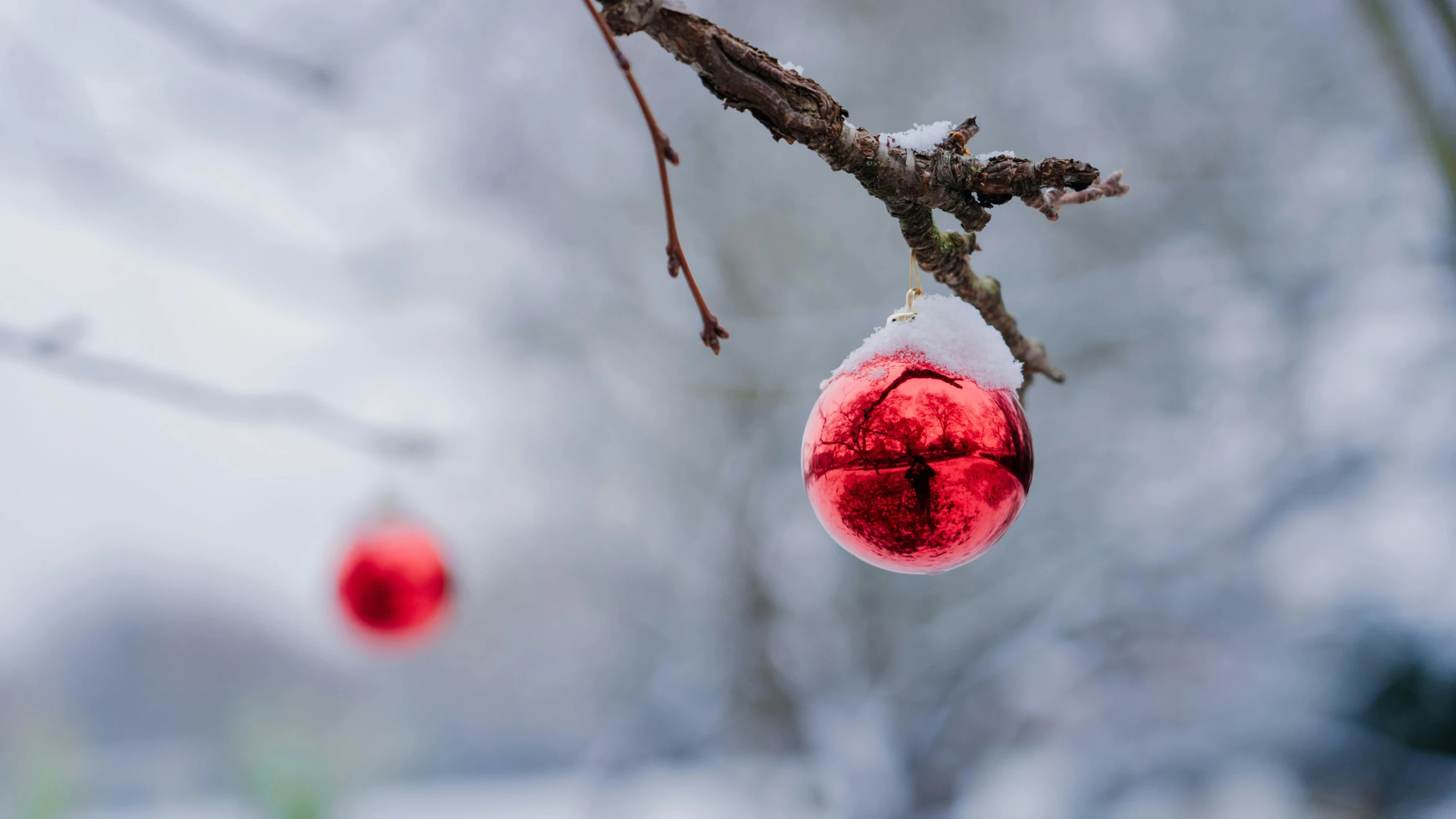 two balls attached to a tree nch in the snow