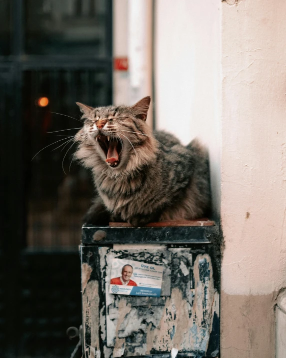 a cat is sitting on top of a newspaper box