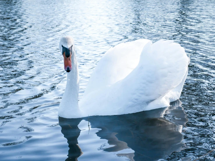 a white swan floats on the water in front of some small boats