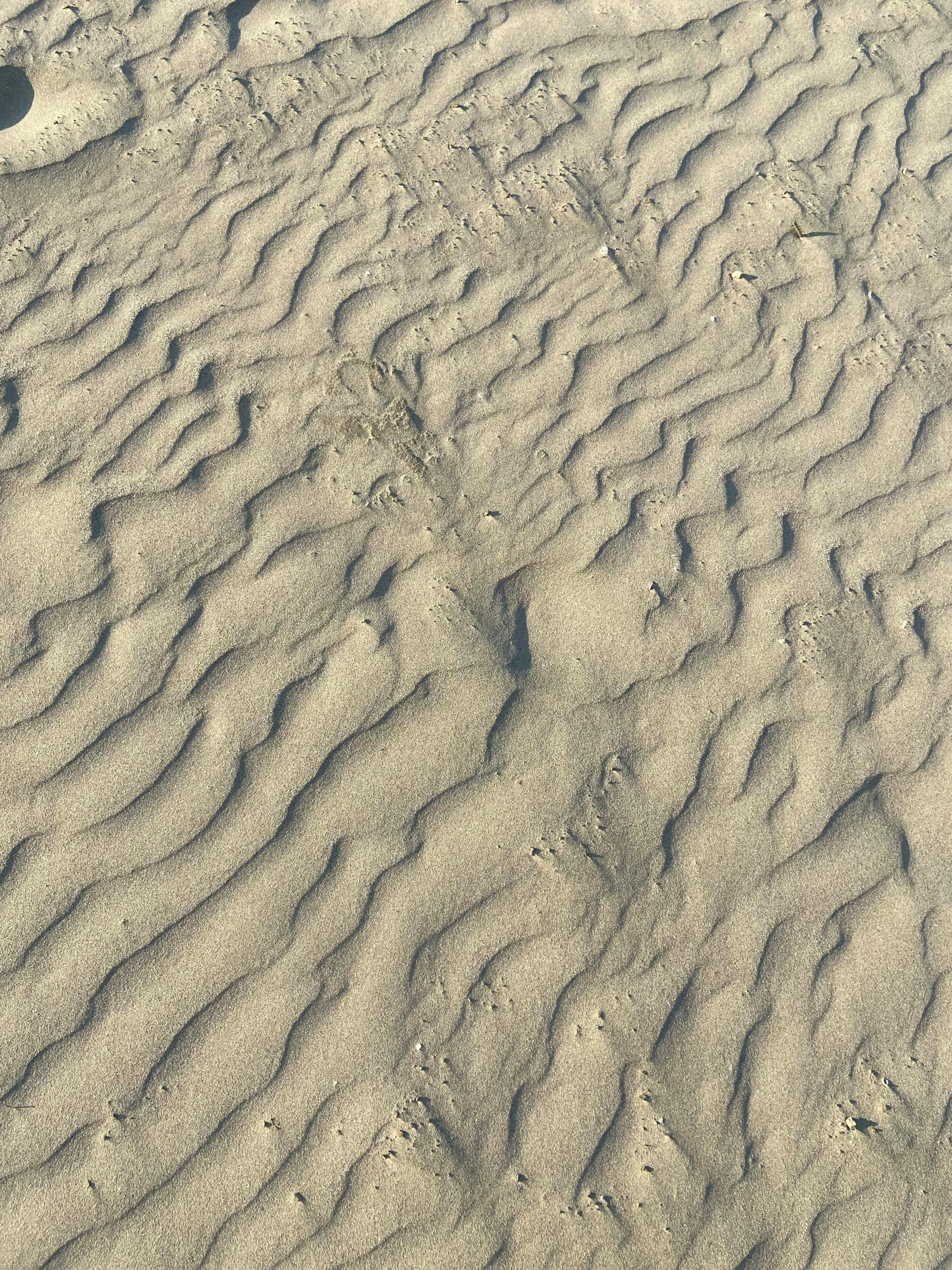 a sandy area with small patches of vegetation